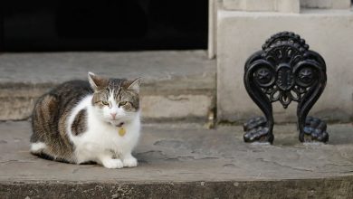 Фото - Оппозиция в Британии возмущена лимитом цен на электроэнергию для премьер-министра