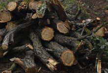 Фото - На Украине заработал интернет-сервис по продаже дров