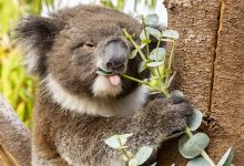Фото - В Австралии признали находящимися под угрозой исчезновения 15 видов животных